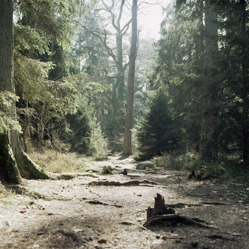 无人,方图,室外,白天,正面,旅游,度假,美景,树林,植物,道路,路,叶子,景观,小路,绿叶,交通,娱乐,树,树木,绿色,自然,享受,休闲,嫩叶,景色,放松,乡间小路,茂盛,生长,成长,繁茂,自然风光,兴旺,昌盛,昌隆,畅旺,发达,蕃芜,繁盛,富强,隆盛,蓬勃,旺盛,兴隆,兴盛,郁勃,叶,叶片,彩图
