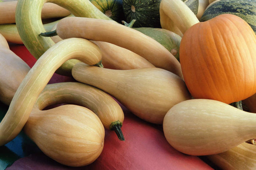 无人,横图,俯视,室外,特写,白天,餐桌,桌子,南瓜,蔬菜,一堆,许多,堆叠,堆积,新鲜,金瓜,食品,很多,番瓜,食物,黄色,绿色,橙色,有机食品,绿色食品,餐台,堆,麦瓜,倭瓜,笋瓜,北瓜,大洋瓜,东南瓜,彩图,高角度拍摄