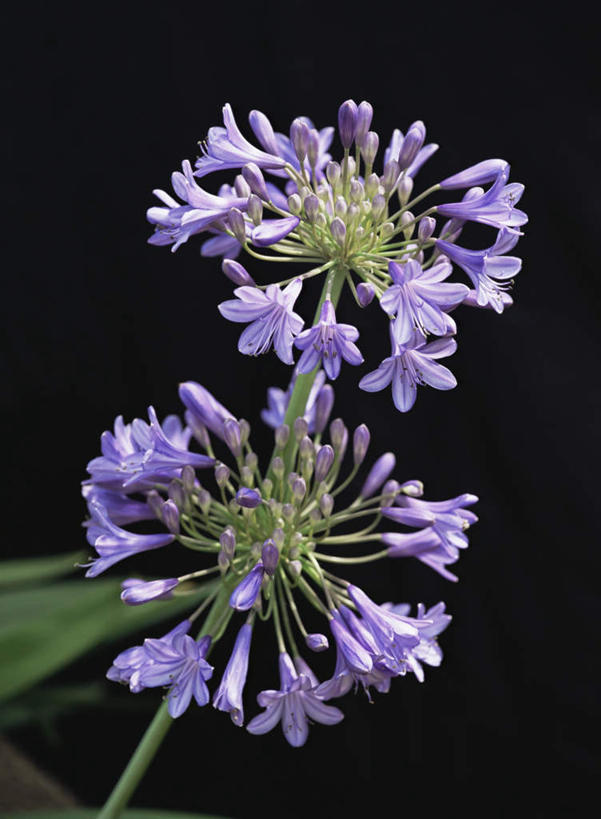 无人,竖图,室内,特写,白天,正面,爱情,神秘,叶子,阴影,黑色背景,盛开,反射,影子,绿叶,花蕾,花,花瓣,花朵,鲜花,紫色,花苞,花蕊,嫩叶,恋爱,摄影,影棚,百子莲,非洲百合,优美,庄重,高贵,消极,冷色,蓝花君子兰,紫花君子兰,紫君子兰,紫穗兰,孤寂,叶,叶片,彩图,影棚拍摄,拍摄,奢华