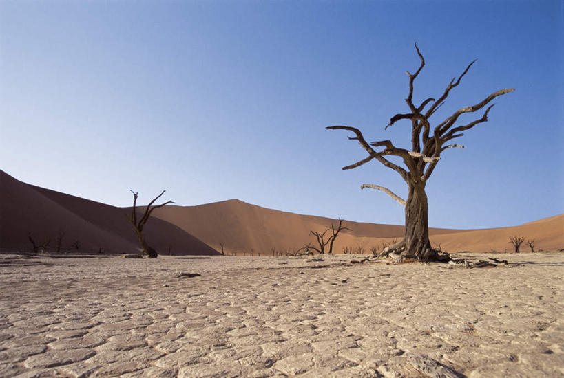 无人,公园,横图,室外,白天,正面,旅游,度假,美景,沙漠,植物,非洲,纳米比亚,阴影,枯萎,破碎,光线,纹路,纹理,影子,景观,泥土,土壤,枝条,娱乐,树,树木,树枝,蓝色,绿色,蓝天,天空,自然,天,享受,休闲,景色,放松,生长,晴朗,成长,死亡,碎裂,国家公园,破裂,自然风光,分裂,万里无云,肌理,纳米比亚共和国,虬枝,枝杈,枯败,纳米布.诺克卢福国家公园,大漠,砂漠,晴空,晴空万里,彩图,决裂