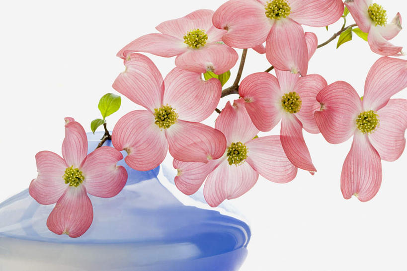 无人,横图,室内,特写,白天,白色背景,正面,花瓶,许多,盛开,陶瓷,陶瓷制品,花蕾,花,花瓣,花朵,鲜花,粉色,蓝色,瓶子,花苞,花蕊,摄影,影棚,山茱萸,山萸肉,山芋肉,蜀酸枣,天木籽,药枣,萸肉,枣皮,彩图,影棚拍摄,拍摄