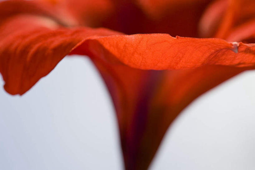 无人,横图,室内,特写,白天,白色背景,正面,爱情,喇叭花,朦胧,模糊,盛开,花蕾,花,花瓣,花朵,鲜花,一朵,花苞,花蕊,摄影,影棚,虚幻,永恒,牵牛,牵牛子,勤娘子,碧冬茄,朝颜花,灵芝牡丹,冷静,牵牛花,彩图,影棚拍摄,拍摄