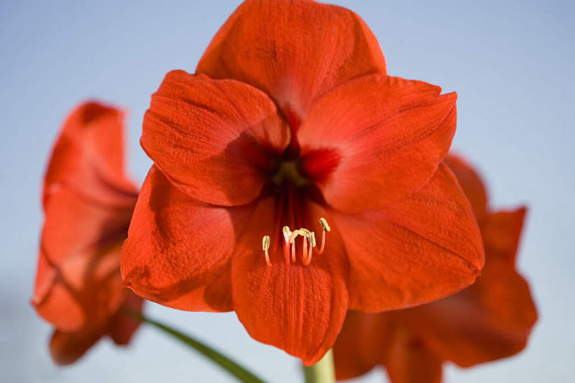 无人,横图,室内,特写,白天,白色背景,正面,三朵,阴影,朦胧,模糊,盛开,反射,影子,朱顶红,花蕾,花,花瓣,花朵,鲜花,红色,花苞,花蕊,摄影,影棚,百枝莲,柱顶红,孤挺花,华胄兰,对红,彩图,影棚拍摄,拍摄