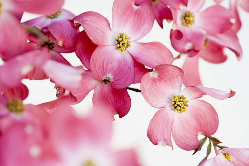 无人,横图,室内,特写,白天,白色背景,正面,植物,许多,朦胧,模糊,盛开,枝条,花蕾,花,花瓣,花朵,鲜花,树,树木,树枝,红色,花苞,花蕊,摄影,影棚,山茱萸,山萸肉,山芋肉,蜀酸枣,天木籽,药枣,萸肉,枣皮,虬枝,枝杈,彩图,影棚拍摄,拍摄