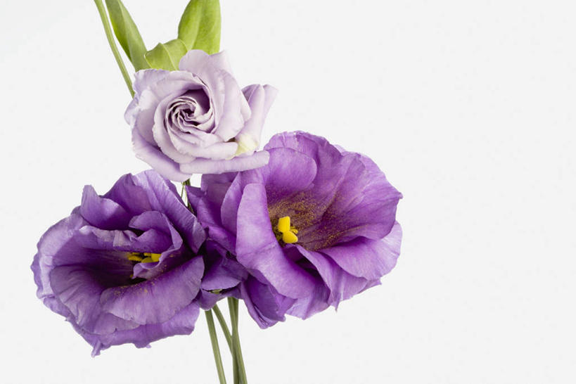 无人,横图,室内,特写,白天,白色背景,正面,叶子,三朵,盛开,绿叶,花蕾,花,花瓣,花朵,鲜花,紫色,花苞,花茎,花蕊,嫩叶,摄影,影棚,桔梗花,僧冠帽,草原龙胆,感动,六角荷,永恒,梗草,洋桔梗,叶,叶片,彩图,影棚拍摄,拍摄