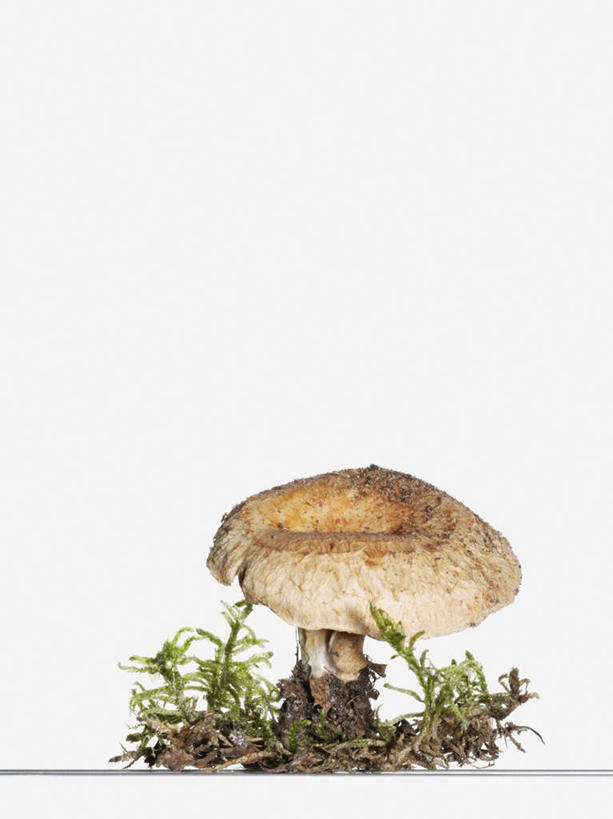 无人,竖图,室内,特写,白天,白色背景,正面,草地,植物,泥土,土壤,菌菇,菌类,草,一个,绿色,摄影,影棚,单个,有毒,彩图,影棚拍摄,拍摄