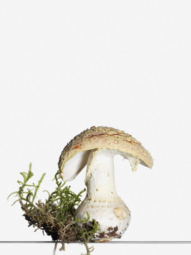 无人,竖图,室内,特写,白天,白色背景,正面,草地,植物,泥土,土壤,菌菇,菌类,草,一个,绿色,摄影,影棚,单个,有毒,彩图,影棚拍摄,拍摄