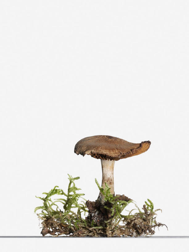 无人,竖图,室内,特写,白天,白色背景,正面,草地,植物,泥土,土壤,菌菇,菌类,草,一个,绿色,摄影,影棚,单个,有毒,彩图,影棚拍摄,拍摄