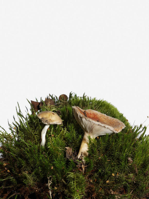 无人,竖图,室内,特写,白天,白色背景,正面,草地,植物,圆点,斑点,泥土,土壤,菌菇,青苔,苔藓,菌类,草,两个,绿色,摄影,影棚,有毒,毒蝇伞,毒蝇鹅膏菌,哈蟆菌,捕蝇菌,毒蝇菌,彩图,影棚拍摄,拍摄