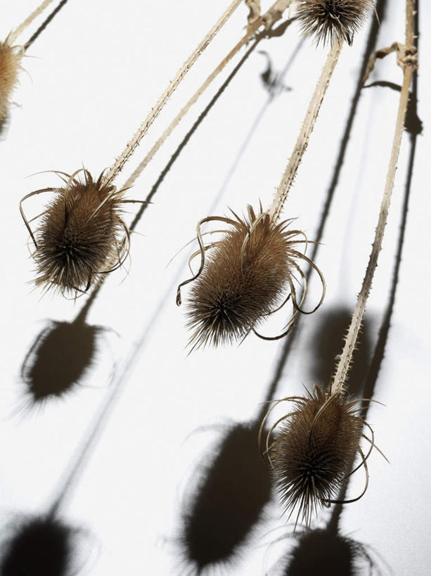 无人,竖图,俯视,室内,特写,白天,白色背景,草地,草坪,植物,阴影,反射,影子,草,绿色,摄影,影棚,三支,草本,起绒草,彩图,高角度拍摄,影棚拍摄,拍摄