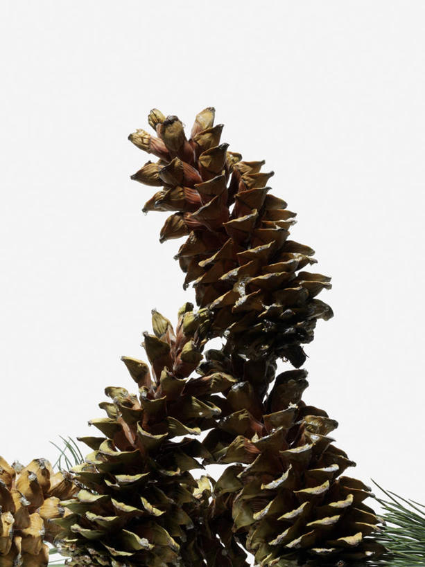 无人,竖图,室内,特写,白天,白色背景,正面,一堆,阴影,堆叠,堆积,反射,影子,坚果,果实,松果,三个,干果,摄影,影棚,堆,松塔,彩图,影棚拍摄,拍摄