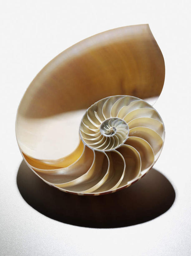 无人,竖图,俯视,室内,特写,白天,白色背景,阴影,反射,影子,海螺,海洋生物,一个,摄影,影棚,单个,软体动物,峨螺,水生动物,水生物,海底动物,彩图,高角度拍摄,全身,影棚拍摄,拍摄