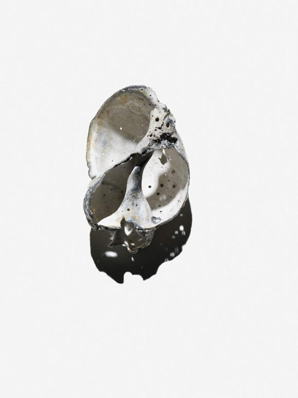 无人,竖图,俯视,室内,特写,白天,白色背景,阴影,反射,影子,海螺,海洋生物,一个,摄影,影棚,单个,软体动物,峨螺,水生动物,水生物,海底动物,彩图,高角度拍摄,全身,影棚拍摄,拍摄