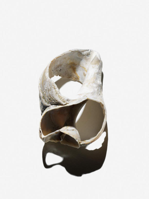 无人,竖图,俯视,室内,特写,白天,白色背景,阴影,反射,影子,海螺,海洋生物,一个,摄影,影棚,单个,软体动物,峨螺,水生动物,水生物,海底动物,彩图,高角度拍摄,全身,影棚拍摄,拍摄