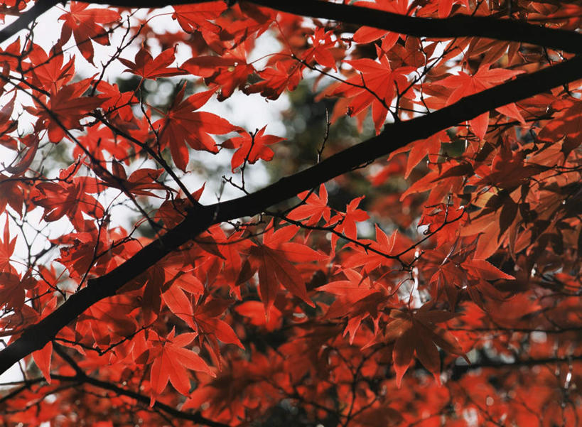无人,横图,室外,特写,白天,仰视,旅游,度假,美景,枫树,叶子,朦胧,模糊,景观,枫叶,枯叶,落叶,娱乐,黄色,红色,自然,享受,休闲,景色,放松,枫树叶,自然风光,槭树,糖枫,糖槭,糖槭树,叶,叶片,彩图,低角度拍摄