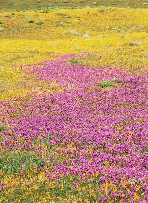 无人,竖图,俯视,室外,白天,旅游,度假,花海,花圃,美景,植物,罂粟,叶子,美国,阴影,盛开,光线,影子,景观,草药,花蕾,娱乐,中药,花,花瓣,花朵,花卉,鲜花,黄色,绿色,紫色,阳光,自然,花丛,花束,花田,花苞,花蕊,享受,休闲,景色,放松,毒品,加利福尼亚罂粟,北美,北美洲,加利福尼亚,自然风光,美洲,药材,中草药,加州,中药材,本草,加利福尼亚州,金州,黄金州,止痛,镇静,安眠,北亚美利加洲,亚美利加洲,火罂粟,加州罂粟,罂粟花,彩图,高角度拍摄