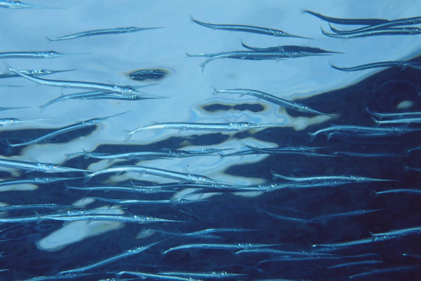 游泳,无人,横图,室外,白天,仰视,旅游,度假,海底,水下,海浪,海洋,美景,马尔代夫,亚洲,许多,景观,浪花,水底,注视,娱乐,自然,海水,观察,看,享受,休闲,景色,放松,海底世界,观看,针鱼,鱵鱼,察看,关注,自然风光,南亚,海景,马尔代夫共和国,单针鱼,姜公鱼,铜吮鱼,针工鱼,针扎鱼,箴鱼,泅水,拍浮,大海,风浪,海,海床,海水的波动,近岸浪,涌浪,半身,彩图,低角度拍摄