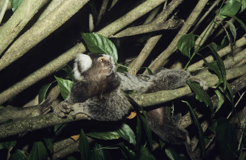 无人,躺,横图,室外,白天,正面,旅游,度假,美景,森林,树林,植物,哺乳动物,猴,野生动物,猴子,巴西,景观,枝条,注视,娱乐,树,树木,树枝,一只,绿色,自然,动物,观察,看,享受,休闲,景色,南美,放松,可爱,活泼,生长,成长,观看,察看,南美洲,拉丁美洲,关注,自然风光,美洲,巴西联邦共和国,亚美利加洲,南亚美利加洲,拇指猴,狨猴,虬枝,枝杈,卧着,躺着,卧,彩图,全身