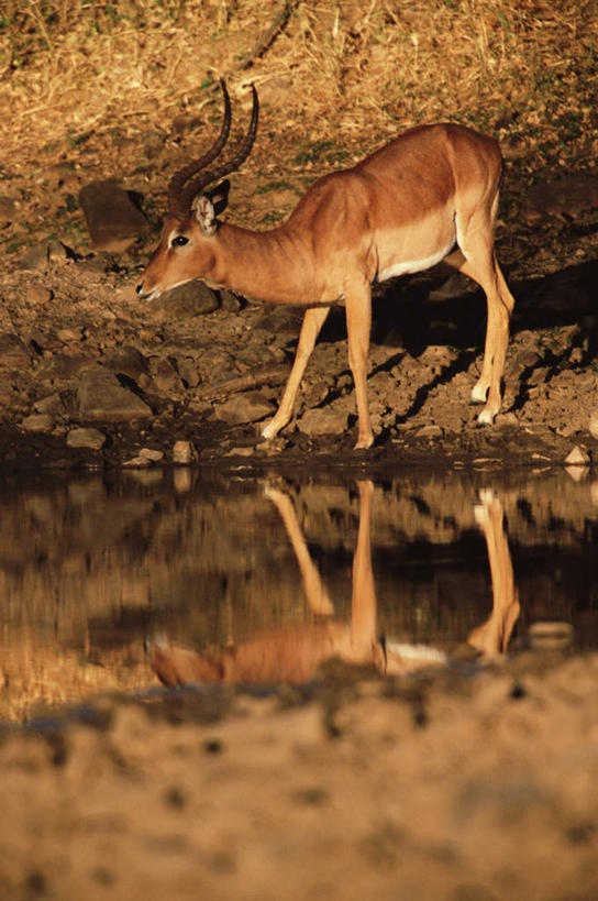 无人,站,竖图,室外,白天,侧面,旅游,度假,河流,美景,水,植物,野生动物,羊,非洲,枯萎,羚羊,河水,景观,水流,枯草,注视,娱乐,草,一只,黄色,倒影,自然,动物,观察,看,站着,享受,休闲,景色,放松,可爱,活泼,观看,察看,倒映,关注,自然风光,黑斑羚,阿非利加洲,反照,斑羚,高角羚,站立,彩图,全身
