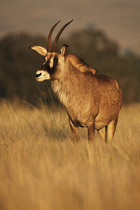 无人,站,竖图,室外,白天,正面,旅游,度假,美景,植物,野生动物,羊,非洲,枯萎,羚羊,景观,枯草,注视,娱乐,草,树,树木,一只,黄色,绿色,自然,动物,观察,看,站着,享受,休闲,景色,放松,可爱,活泼,生长,成长,观看,察看,关注,自然风光,长角羚,阿非利加洲,白长角羚,站立,彩图,全身