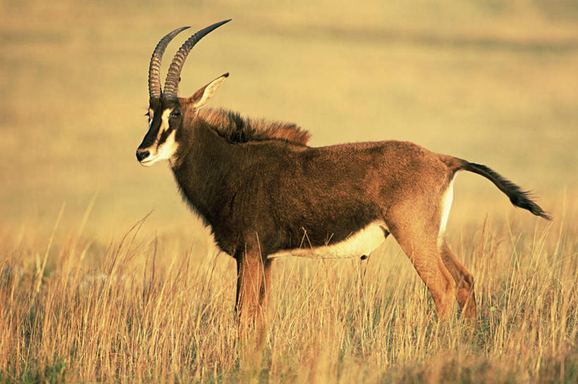 无人,站,横图,室外,白天,侧面,旅游,度假,美景,植物,野生动物,羊,非洲,枯萎,羚羊,景观,枯草,注视,娱乐,草,一只,黄色,自然,动物,观察,看,站着,享受,休闲,景色,放松,可爱,活泼,观看,察看,关注,自然风光,黑马羚,阿非利加洲,马羚,站立,彩图,全身