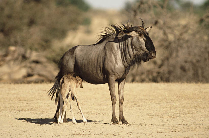 无人,站,吃,横图,室外,白天,侧面,旅游,度假,石头,美景,植物,野生动物,羊,非洲,阴影,光线,羚羊,石子,影子,景观,注视,娱乐,树,树木,绿色,阳光,自然,动物,观察,看,站着,两只,享受,休闲,景色,放松,可爱,活泼,生长,成长,观看,察看,关注,自然风光,沉积岩,阿非利加洲,蓝牛羚,水成岩,蓝牛,石块,岩石,嚼,食,站立,彩图,全身