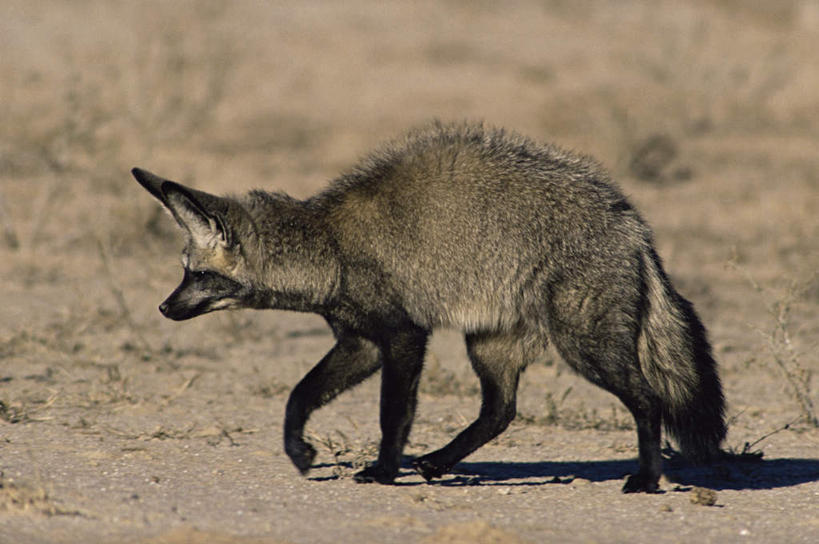 无人,走,横图,室外,白天,侧面,旅游,度假,美景,植物,狐狸,野生动物,非洲,阴影,枯萎,光线,影子,景观,枯草,注视,娱乐,草,一只,黄色,阳光,自然,动物,观察,看,享受,休闲,景色,放松,观看,察看,关注,自然风光,狡猾,阿非利加洲,狡诈,大耳狐,蝠耳狐,好望角狐,步行,散步,走路,彩图,全身