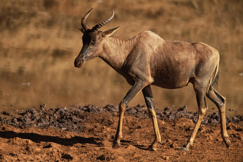 无人,走,横图,室外,白天,侧面,旅游,度假,美景,植物,野生动物,羊,非洲,阴影,枯萎,光线,羚羊,影子,景观,枯草,注视,娱乐,草,一只,黄色,阳光,自然,动物,观察,看,享受,休闲,景色,放松,可爱,活泼,观看,察看,关注,自然风光,阿非利加洲,转角牛羚,步行,散步,走路,彩图,全身