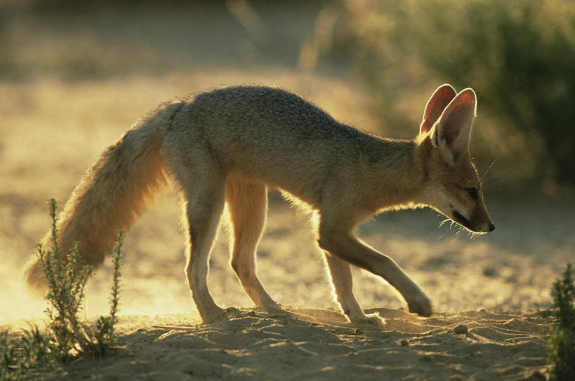 无人,走,横图,室外,白天,侧面,旅游,度假,美景,植物,狐狸,野生动物,非洲,阴影,枯萎,朦胧,模糊,光线,影子,景观,枯草,注视,娱乐,草,一只,黄色,阳光,自然,动物,观察,看,享受,休闲,景色,放松,观看,察看,关注,自然风光,狡猾,阿非利加洲,狡诈,大耳狐,蝠耳狐,好望角狐,步行,散步,走路,彩图,全身