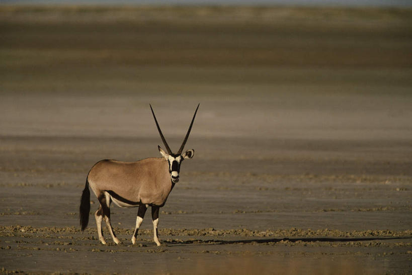 无人,站,横图,室外,白天,侧面,旅游,度假,美景,植物,野生动物,羊,非洲,阴影,枯萎,光线,羚羊,影子,景观,枯草,注视,娱乐,草,一只,黄色,阳光,自然,动物,观察,看,站着,享受,休闲,景色,放松,可爱,活泼,观看,察看,关注,自然风光,长角羚,阿非利加洲,白长角羚,站立,彩图,全身