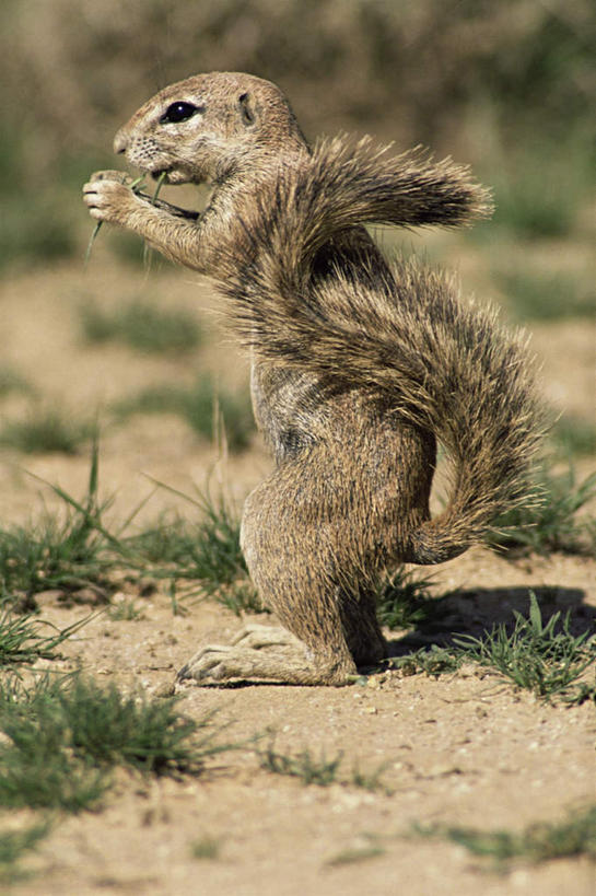 无人,站,吃,竖图,室外,白天,侧面,旅游,度假,草地,草坪,美景,植物,野生动物,非洲,阴影,朦胧,模糊,光线,影子,景观,注视,娱乐,草,一只,绿色,阳光,自然,动物,松鼠,观察,看,站着,享受,休闲,景色,放松,可爱,活泼,观看,察看,关注,自然风光,花栗鼠,阿非利加洲,嚼,食,站立,彩图,全身