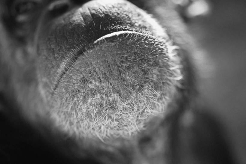 嘴,无人,横图,黑白,室外,特写,白天,正面,野生动物,猩猩,朦胧,模糊,棕色,一只,动物,活泼,苏门答腊猩猩,口,口腔,嘴巴,嘴唇,半身