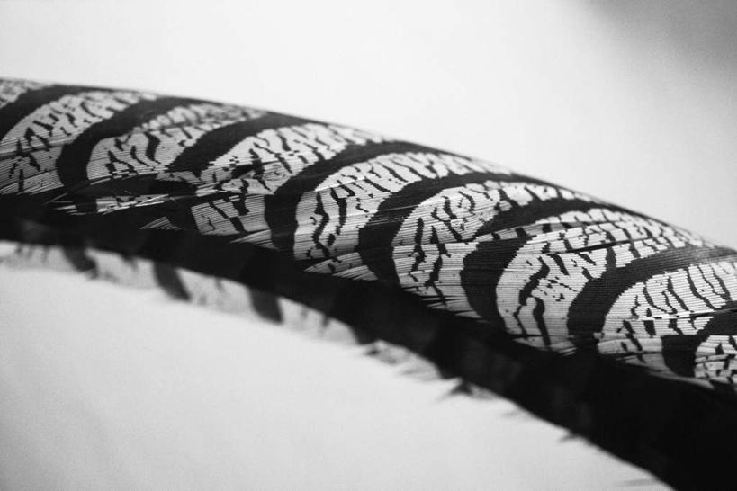 无人,横图,黑白,室外,特写,白天,正面,羽毛,一片,条纹,朦胧,模糊,轻盈,柔软,纹路,纹理,肌理,轻柔