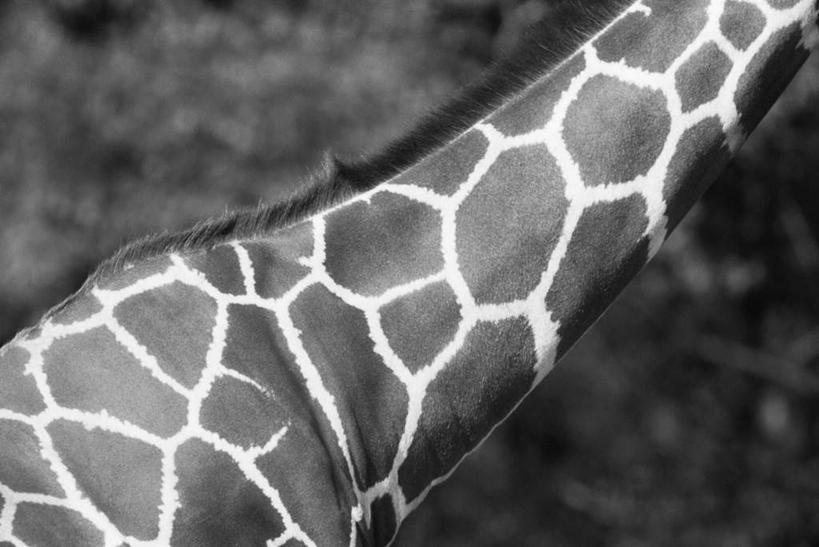 无人,站,横图,黑白,室外,特写,白天,侧面,哺乳动物,长颈鹿,野生动物,朦胧,模糊,纹路,纹理,一只,动物,站着,活泼,斑纹,肌理,皮囊,站立,半身