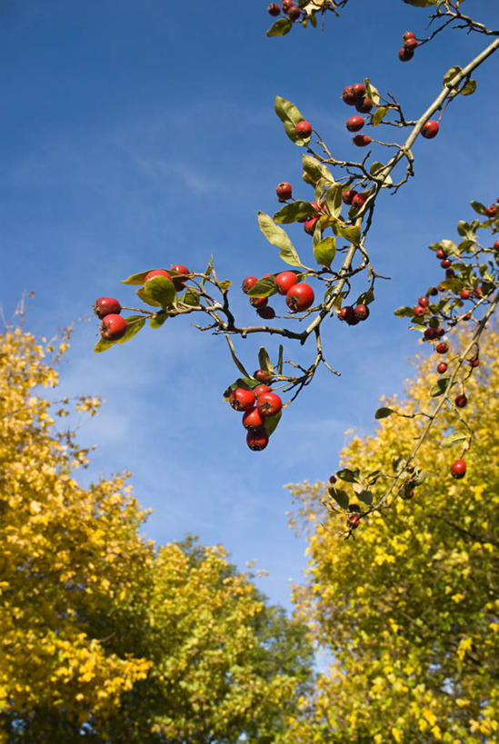 无人,竖图,室外,白天,仰视,旅游,度假,美景,秋季,植物,阴影,梦幻,盛开,光线,影子,景观,云,云朵,浪漫,美丽,花蕾,云彩,娱乐,花,花瓣,花朵,鲜花,树,树木,蓝色,绿色,白云,蓝天,天空,阳光,自然,天,花苞,花蕊,享受,休闲,景色,放松,生长,晴朗,成长,自然风光,纯真,热恋,多花蔷薇,野蔷薇,白残花,刺蘼,买笑,蔷薇,晴空,秋,秋天,彩图,低角度拍摄