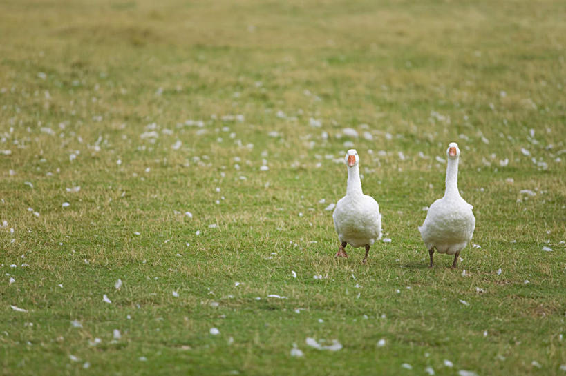 无人,农场,站,横图,室外,白天,正面,畜牧业,牧场,草地,草坪,植物,鸟,野生动物,天鹅,羽毛,轻盈,柔软,鸟类,注视,草,绿色,白色,动物,观察,看,站着,两只,可爱,观看,察看,关注,畜牧,轻柔,牧业,鹄,站立,彩图,全身