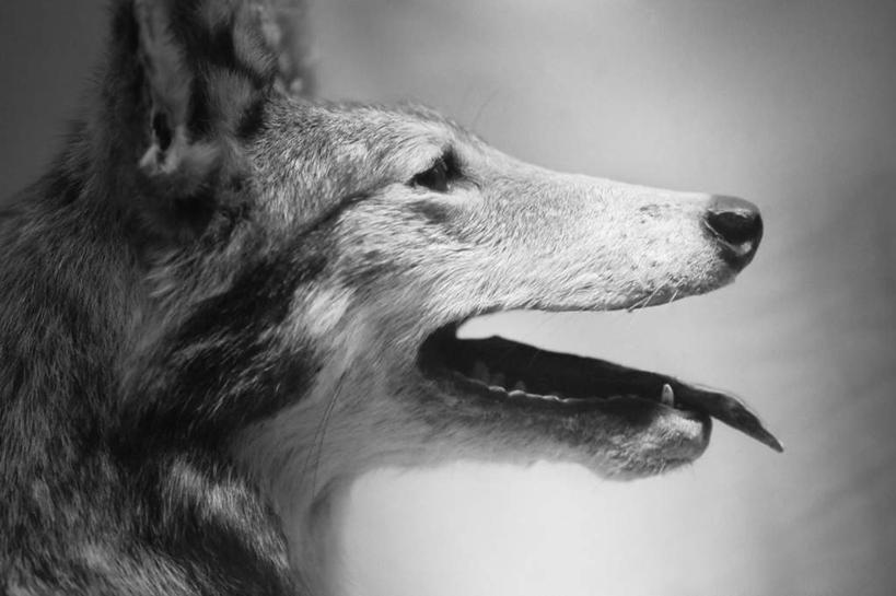 头,牙齿,无人,站,横图,黑白,室外,特写,白天,侧面,宠物,狗,朦胧,模糊,注视,苏格兰牧羊犬,吐舌头,一只,动物,观察,看,伸舌头,站着,张嘴,吐舌,可爱,牧羊犬,观看,察看,关注,张大嘴巴,柯利牧羊犬,忠诚,柯利犬,苏牧,头部,齿,牙,牙龈,张开嘴,犬,站立,半身