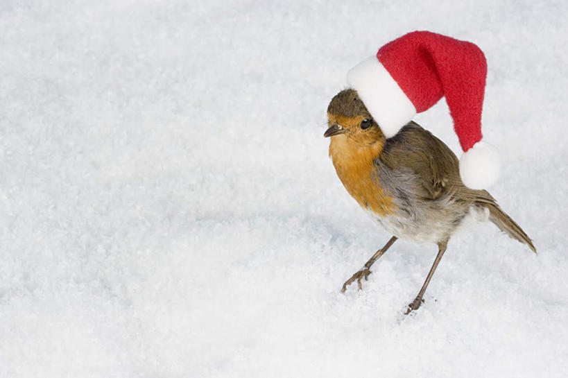 无人,站,横图,俯视,室内,特写,白天,白色背景,雪,大雪,桌面,桌子,鸟,帽子,木制,鸟类,知更鸟,积雪,雪景,冬季,冬天,注视,一只,红色,木制品,观察,看,站着,圣诞帽,寒冷,摄影,影棚,观看,察看,关注,棉帽,严寒,红襟鸟,欧亚鸲,知更雀,罗宾鸟,站立,彩图,高角度拍摄,全身,影棚拍摄,拍摄