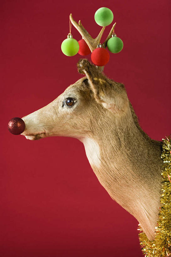 无人,站,竖图,室内,特写,白天,正面,幸福,哺乳动物,鹿,野生动物,静物,红色背景,注视,一只,动物,观察,看,站着,可爱,摄影,活泼,影棚,观看,吉祥,察看,关注,进取,角鹿,驯鹿,站立,半身,彩图,影棚拍摄,拍摄