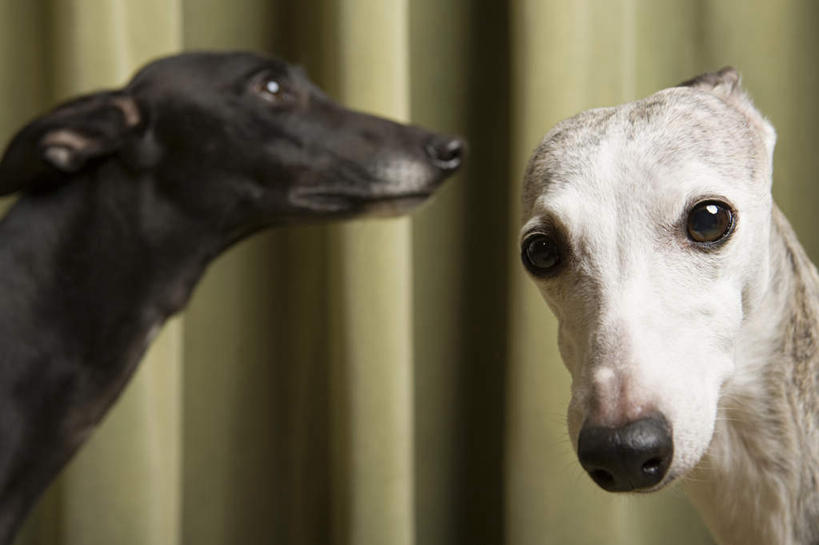 头,无人,坐,横图,室内,特写,白天,侧面,宠物,狗,注视,白色,黑色,动物,观察,看,两只,可爱,观看,察看,关注,赛狗,忠诚,小灵狗,头部,犬,坐着,半身,彩图