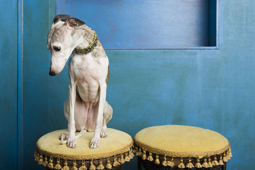 无人,坐,横图,室内,白天,正面,门,宠物,狗,椅子,木椅,墙,注视,墙壁,墙面,一只,蓝色,动物,门框,观察,看,可爱,观看,察看,关注,赛狗,忠诚,小灵狗,犬,坐着,彩图,全身