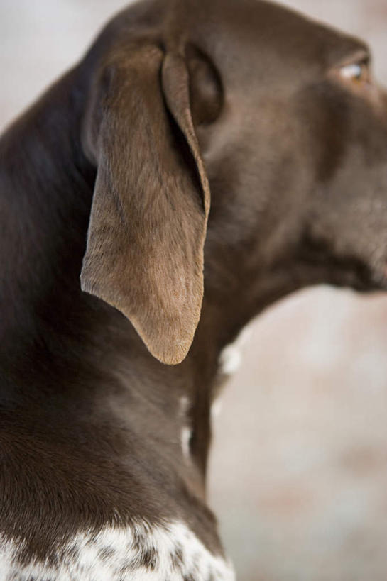 头,无人,坐,竖图,室内,特写,白天,侧面,宠物,狗,猎犬,注视,一只,动物,观察,看,可爱,观看,察看,关注,忠诚,波音达犬,德国波音达犬,德国短毛波音达犬,德国短毛指示猎犬,德国短毛指示犬,头部,犬,坐着,半身,彩图