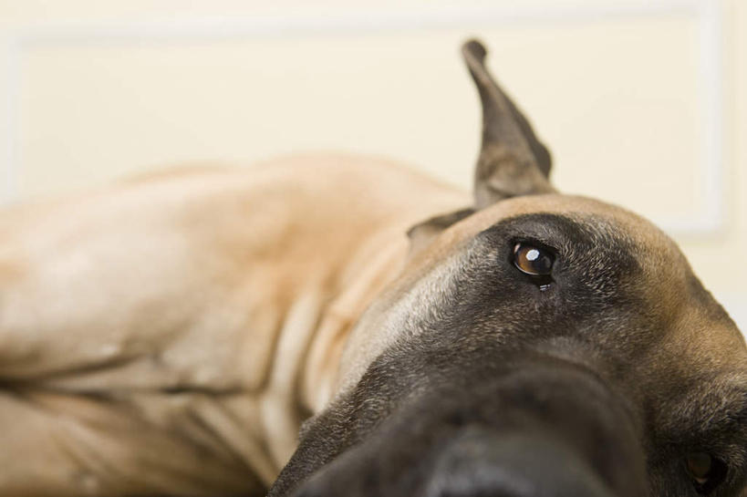 头,无人,躺,横图,室内,特写,白天,正面,宠物,狗,墙,注视,墙壁,墙面,一只,动物,观察,看,可爱,观看,察看,关注,大丹狗,忠诚,大丹犬,德国獒狗,德国藏獒,德国獒犬,卧着,头部,犬,躺着,卧,半身,彩图