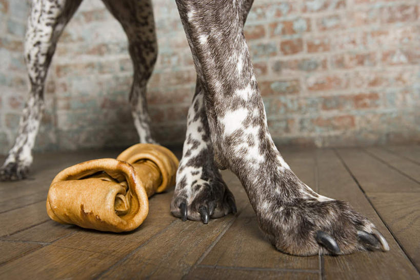 腿部,骨骼,腿,无人,站,横图,室内,特写,白天,正面,地板,宠物,狗,墙,猎犬,骨头,地面,木地板,墙壁,墙面,一只,动物,站着,可爱,骨架,忠诚,波音达犬,德国波音达犬,德国短毛波音达犬,德国短毛指示猎犬,德国短毛指示犬,犬,站立,半身,彩图