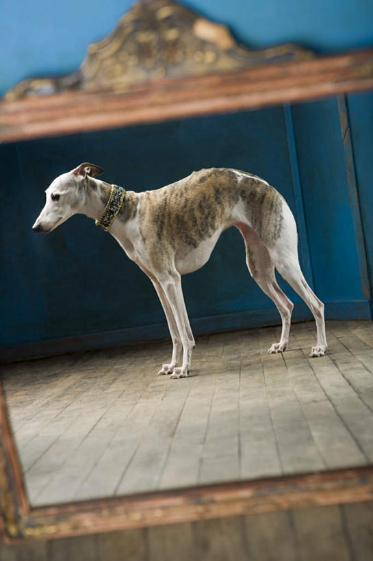 无人,站,竖图,室内,白天,侧面,地板,镜子,宠物,狗,墙,地面,注视,木地板,墙壁,墙面,一只,动物,观察,看,站着,可爱,观看,镜像,察看,镜面,关注,赛狗,忠诚,小灵狗,犬,站立,彩图,全身