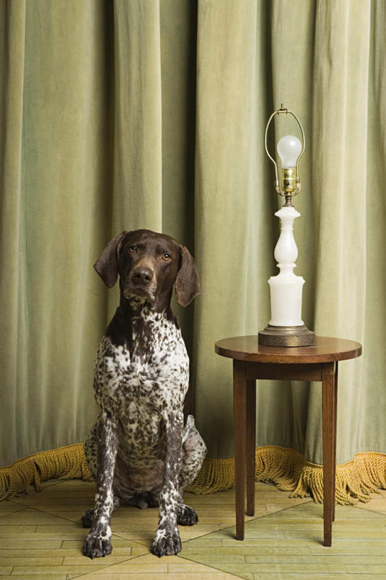 无人,坐,竖图,室内,白天,正面,窗帘,地板,台灯,宠物,狗,照明,装饰,灯光,猎犬,地面,注视,木地板,灯,一只,帘子,动物,灯具,观察,看,遮阳,可爱,观看,华丽,修饰,照亮,点缀,察看,照明设备,关注,忠诚,衬托,美观,雅致,雅观,波音达犬,德国波音达犬,德国短毛波音达犬,德国短毛指示猎犬,德国短毛指示犬,犬,坐着,彩图,全身