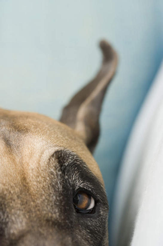 头,无人,坐,竖图,室内,特写,白天,正面,宠物,狗,朦胧,模糊,墙,注视,墙壁,墙面,一只,动物,观察,看,可爱,观看,察看,关注,大丹狗,忠诚,大丹犬,德国獒狗,德国藏獒,德国獒犬,头部,犬,坐着,半身,彩图