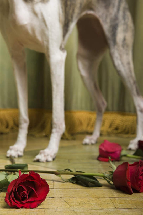 腿部,腿,无人,站,竖图,室内,特写,白天,正面,爱情,幸福,纯洁,热情,地板,玫瑰,宠物,狗,叶子,朦胧,模糊,盛开,绿叶,玫瑰花,地面,浪漫,花蕾,木地板,花,花瓣,花朵,鲜花,一只,红色,动物,花苞,花蕊,站着,温暖,温馨,嫩叶,恩爱,可爱,和睦,感动,赛狗,忠诚,小灵狗,尊敬,天真,刺玫花,徘徊花,叶,叶片,犬,站立,半身,彩图,融洽