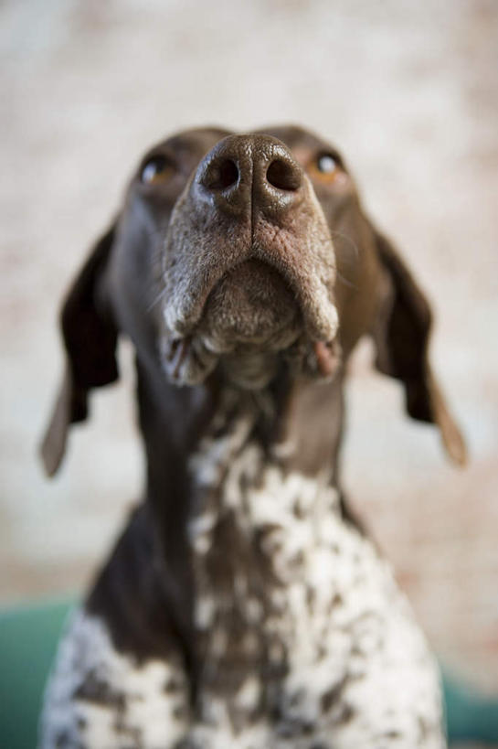头,无人,坐,竖图,室内,特写,白天,正面,宠物,狗,朦胧,模糊,墙,猎犬,注视,墙壁,墙面,一只,动物,观察,看,可爱,观看,察看,关注,忠诚,波音达犬,德国波音达犬,德国短毛波音达犬,德国短毛指示猎犬,德国短毛指示犬,头部,犬,坐着,半身,彩图