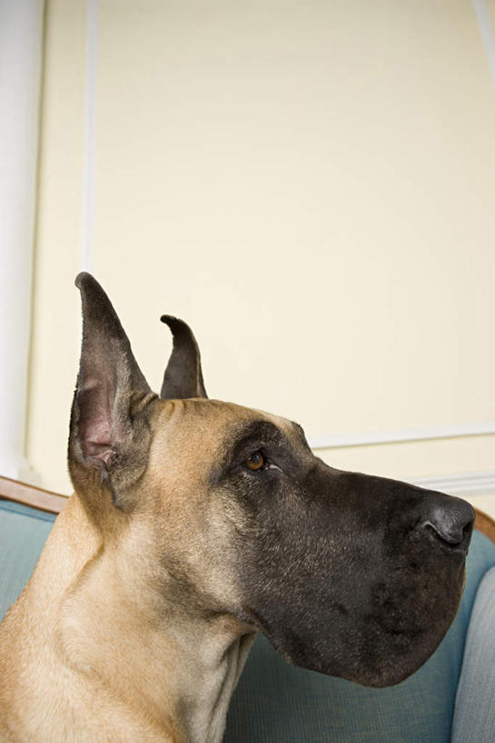头,无人,客厅,坐,竖图,室内,特写,白天,侧面,沙发,宠物,狗,墙,注视,墙壁,墙面,一只,动物,观察,看,可爱,观看,察看,起居室,关注,布艺沙发,大丹狗,忠诚,客堂,大丹犬,德国獒狗,德国藏獒,德国獒犬,头部,犬,坐着,半身,彩图